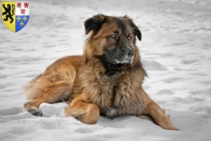 Read more about the article Caucasian Shepherd Dog breeders and puppies in Hauts-de-France