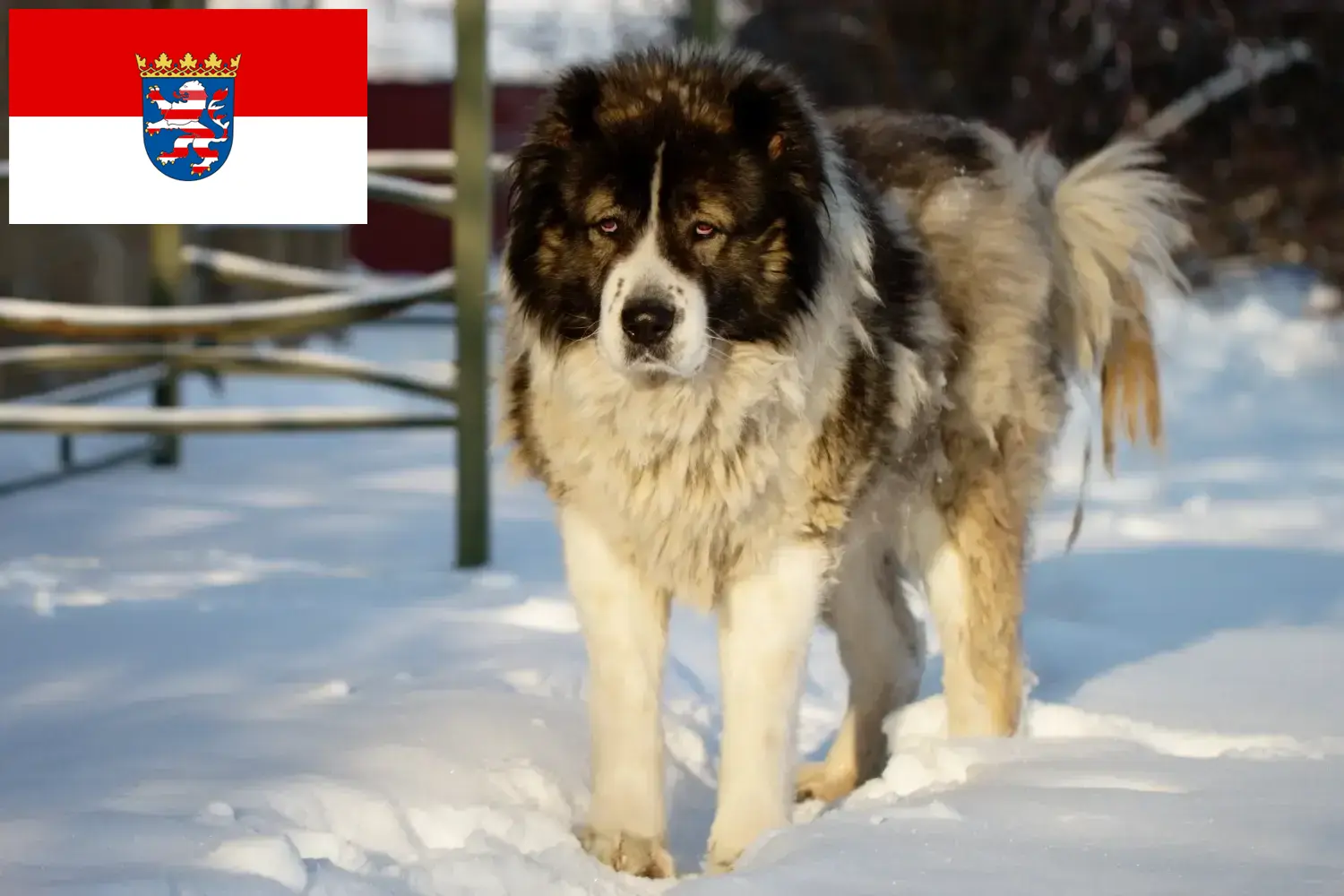 Read more about the article Caucasian Shepherd Dog Breeder and Puppies in Hessen