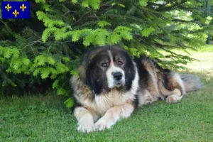 Read more about the article Caucasian Shepherd Dog breeders and puppies in Île-de-France