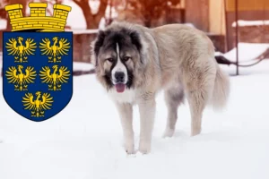 Read more about the article Caucasian Shepherd Dog Breeder and Puppies in Lower Austria