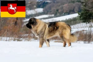 Read more about the article Caucasian Shepherd Dog Breeder and Puppies in Lower Saxony