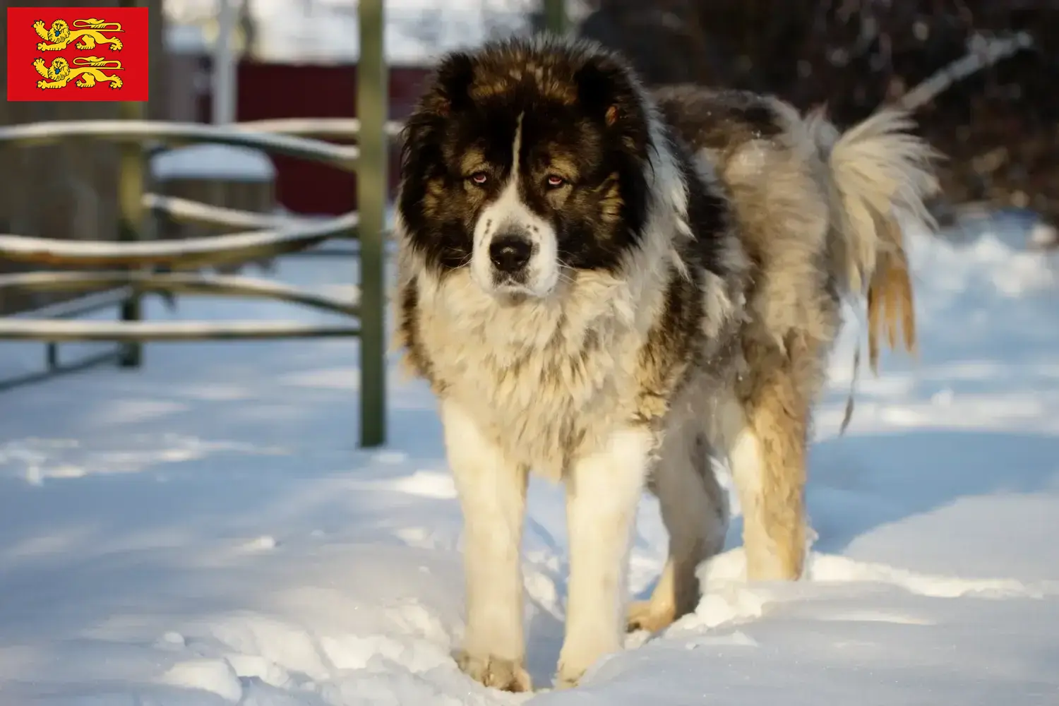 Read more about the article Caucasian Shepherd Dog Breeder and Puppies in Normandy