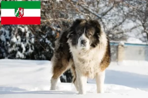 Read more about the article Caucasian Shepherd Dog Breeder and Puppies in North Rhine-Westphalia