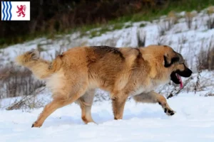 Read more about the article Caucasian Shepherd Dog Breeder and Puppies in Nouvelle-Aquitaine