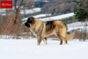 Read more about the article Caucasian Shepherd Dog Breeder and Puppies in Occitania