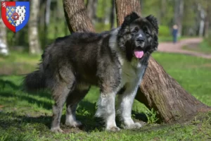 Read more about the article Caucasian Shepherd Dog breeders and puppies in Pays de la Loire