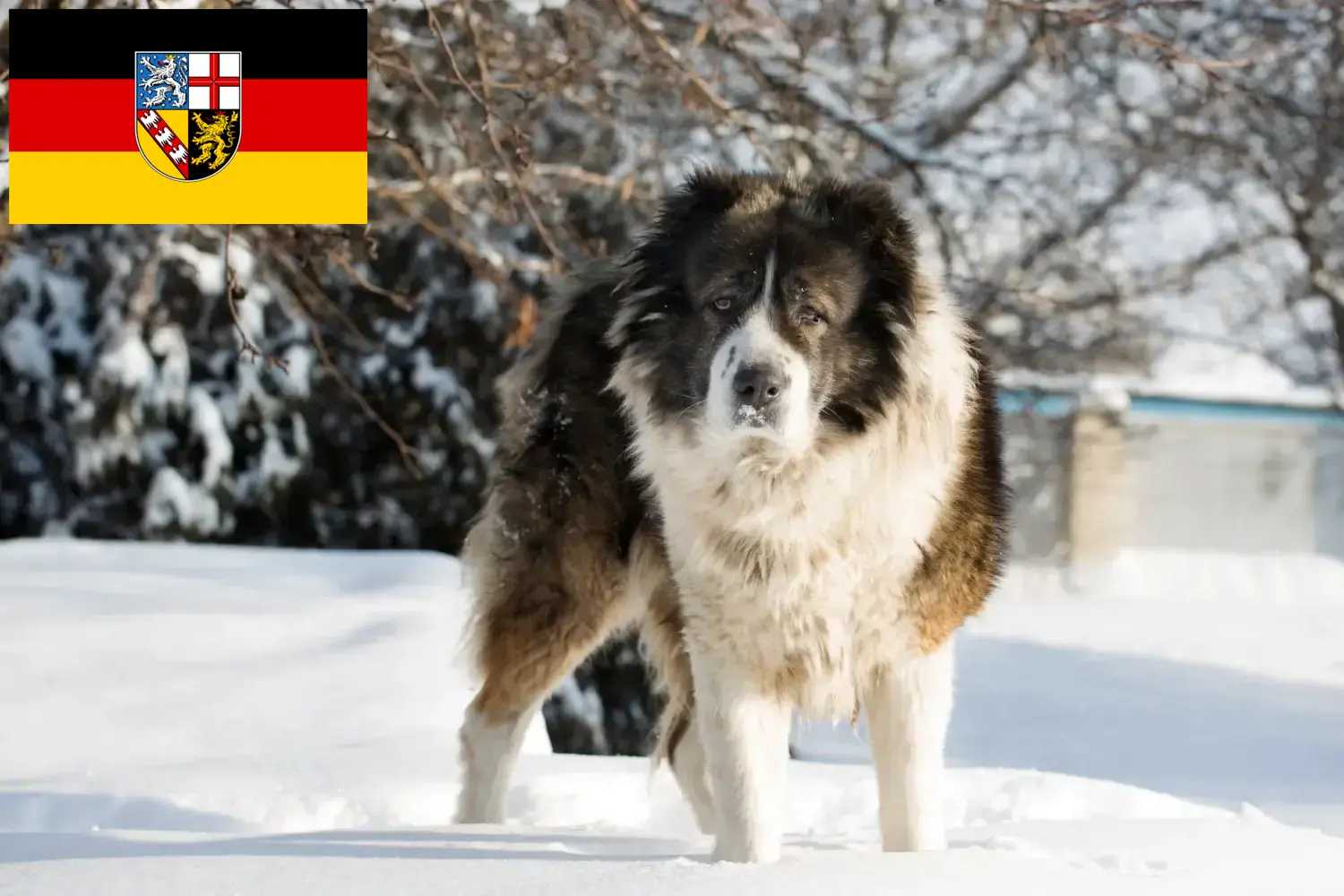 Read more about the article Caucasian Shepherd Dog Breeder and Puppies in Saarland