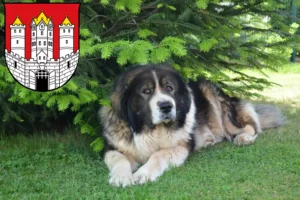 Read more about the article Caucasian Shepherd Dog Breeder and Puppies in Salzburg