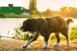 Read more about the article Caucasian Shepherd Dog Breeder and Puppies in Saxony