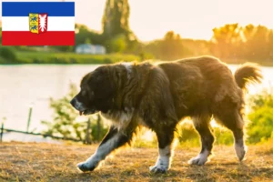 Read more about the article Caucasian Shepherd Dog Breeder and Puppies in Schleswig-Holstein