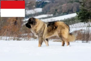 Read more about the article Caucasian Shepherd Dog Breeder and Puppies in Vienna