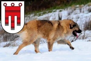 Read more about the article Caucasian Shepherd Dog Breeder and Puppies in Vorarlberg