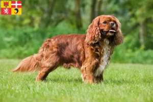 Read more about the article Cavalier King Charles Spaniel breeders and puppies in Auvergne-Rhône-Alpes