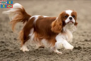 Read more about the article Cavalier King Charles Spaniel breeders and puppies in Bourgogne-Franche-Comté