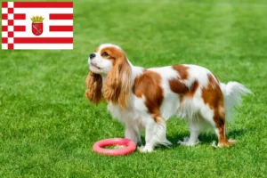 Read more about the article Cavalier King Charles Spaniel breeders and puppies in Bremen