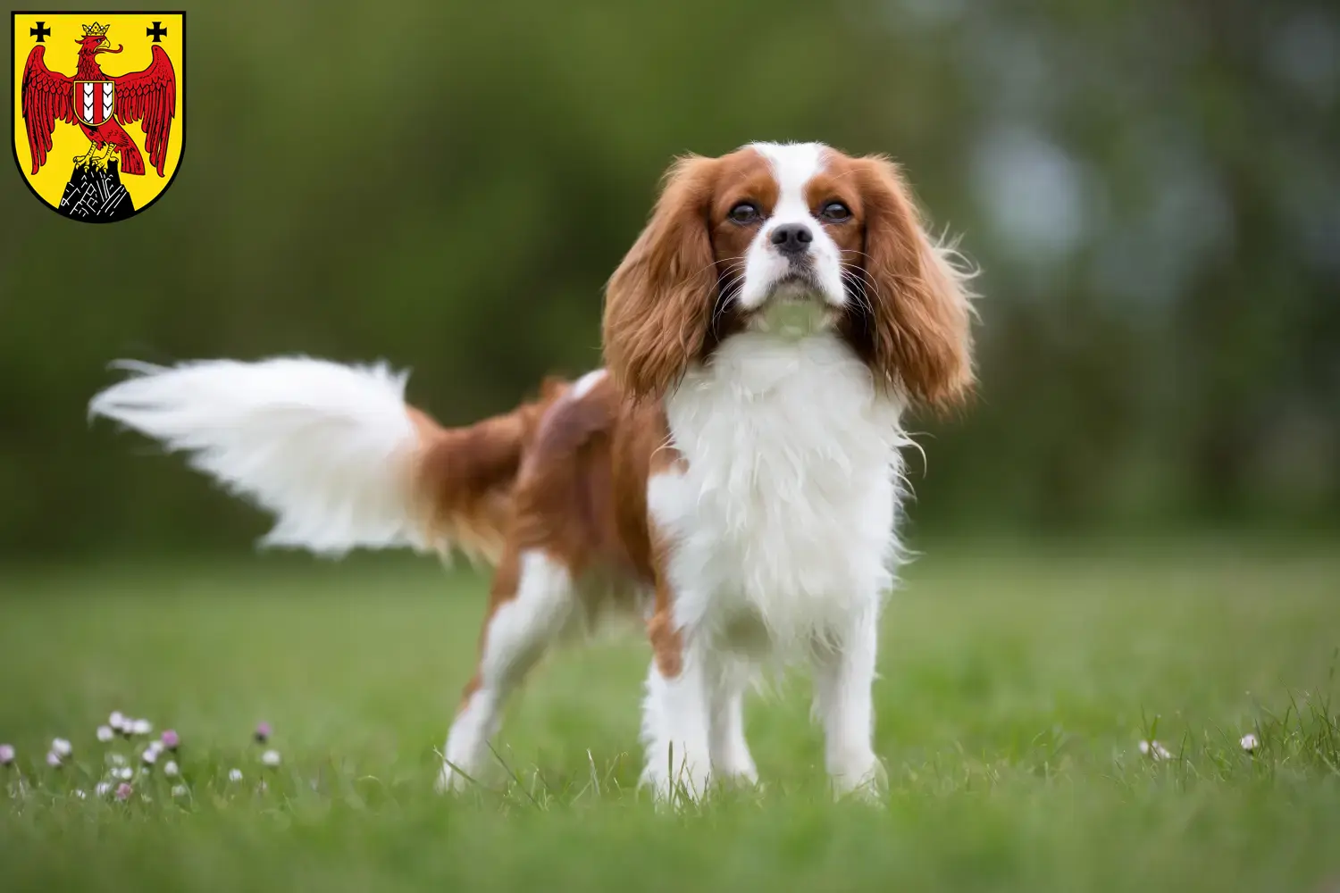 Read more about the article Cavalier King Charles Spaniel breeders and puppies in Burgenland