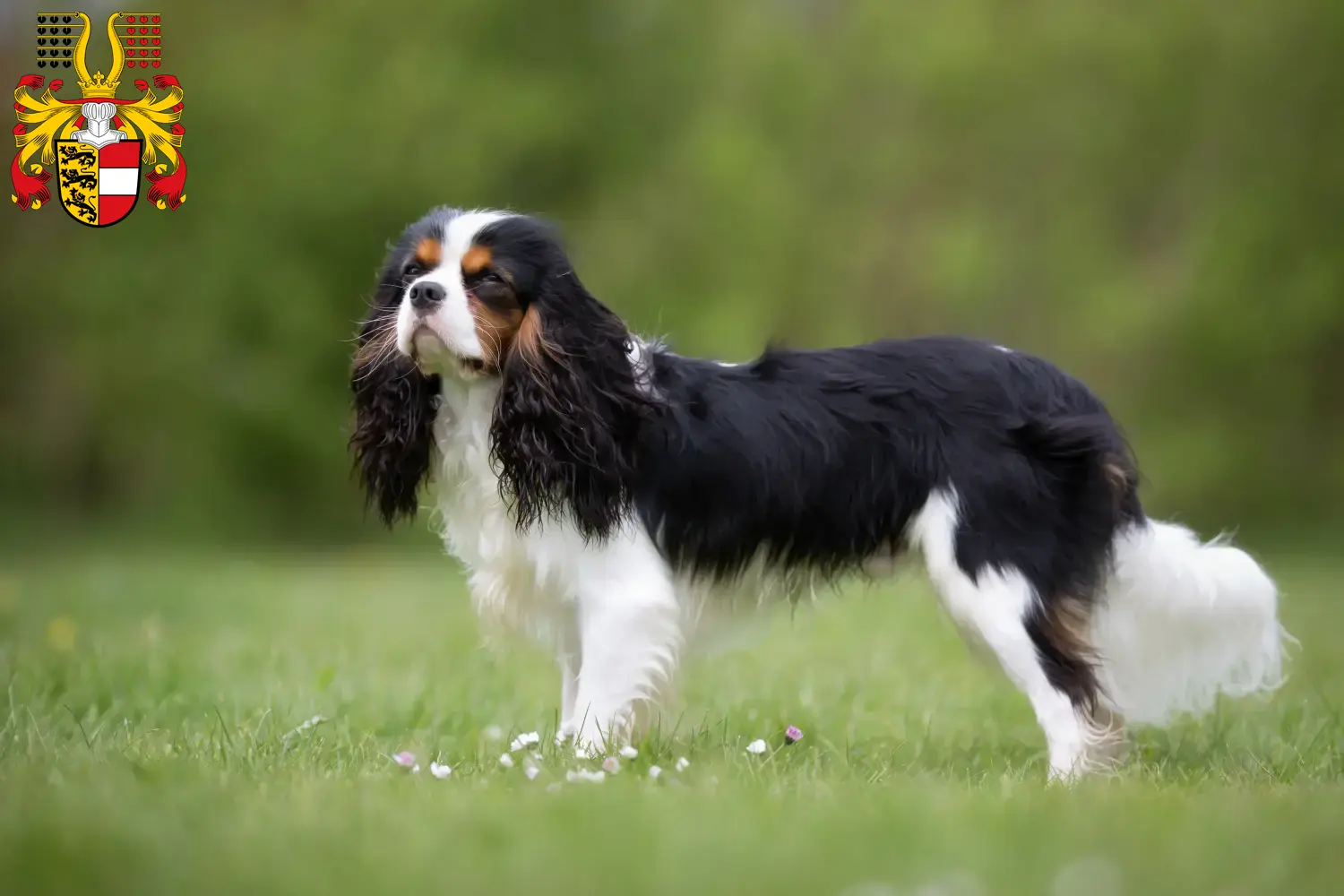 Read more about the article Cavalier King Charles Spaniel breeders and puppies in Carinthia