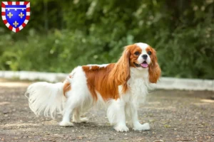 Read more about the article Cavalier King Charles Spaniel breeders and puppies in Centre-Val de Loire