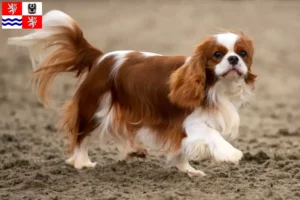 Read more about the article Cavalier King Charles Spaniel breeders and puppies in Central Bohemia