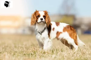 Read more about the article Cavalier King Charles Spaniel breeders and puppies in Corsica