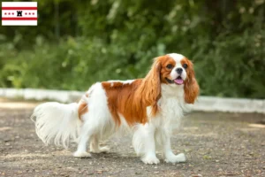 Read more about the article Cavalier King Charles Spaniel breeders and puppies in Drenthe