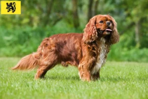 Read more about the article Cavalier King Charles Spaniel breeders and puppies in Flanders