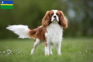 Read more about the article Cavalier King Charles Spaniel breeders and puppies in Flevoland