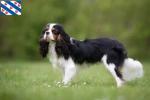 Read more about the article Cavalier King Charles Spaniel breeders and puppies in Friesland