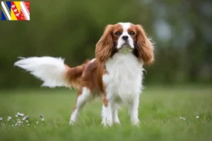 Read more about the article Cavalier King Charles Spaniel breeders and puppies in Grand Est