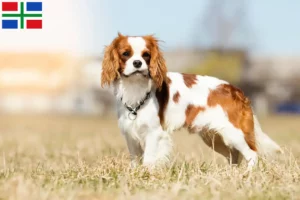 Read more about the article Cavalier King Charles Spaniel breeders and puppies in Groningen