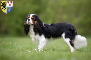 Read more about the article Cavalier King Charles Spaniel breeders and puppies in Hauts-de-France