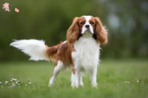 Read more about the article Cavalier King Charles Spaniel breeder and puppies in Hovedstaden