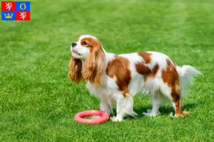 Read more about the article Cavalier King Charles Spaniel breeders and puppies in Hradec Králové