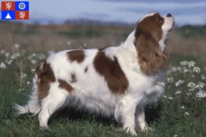 Read more about the article Cavalier King Charles Spaniel breeders and puppies in Liberec