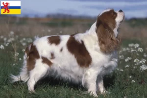 Read more about the article Cavalier King Charles Spaniel breeders and puppies in Limburg