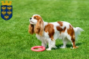 Read more about the article Cavalier King Charles Spaniel breeders and puppies in Lower Austria
