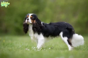 Read more about the article Cavalier King Charles Spaniel breeders and puppies in Midtjylland