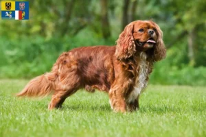 Read more about the article Cavalier King Charles Spaniel breeders and puppies in Moravia-Silesia