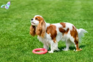 Read more about the article Cavalier King Charles Spaniel breeders and puppies in Nordjylland