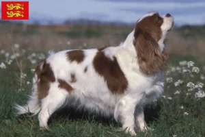 Read more about the article Cavalier King Charles Spaniel breeders and puppies in Normandy