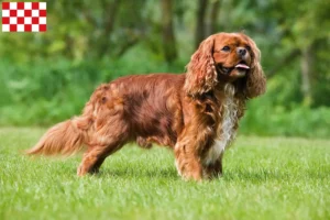 Read more about the article Cavalier King Charles Spaniel breeders and puppies in North Brabant