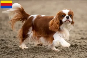 Read more about the article Cavalier King Charles Spaniel breeders and puppies in North Holland