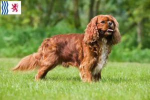 Read more about the article Cavalier King Charles Spaniel breeders and puppies in Nouvelle-Aquitaine