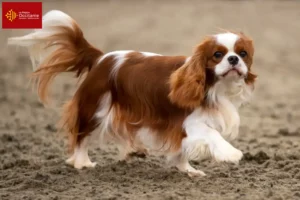 Read more about the article Cavalier King Charles Spaniel breeders and puppies in Occitania