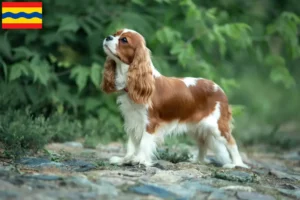 Read more about the article Cavalier King Charles Spaniel breeders and puppies in Overijssel