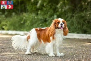 Read more about the article Cavalier King Charles Spaniel breeder and puppies in Pardubice