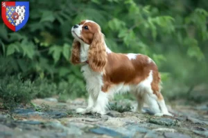 Read more about the article Cavalier King Charles Spaniel breeders and puppies in Pays de la Loire