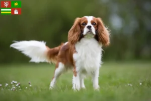 Read more about the article Cavalier King Charles Spaniel breeder and puppies in Pilsen