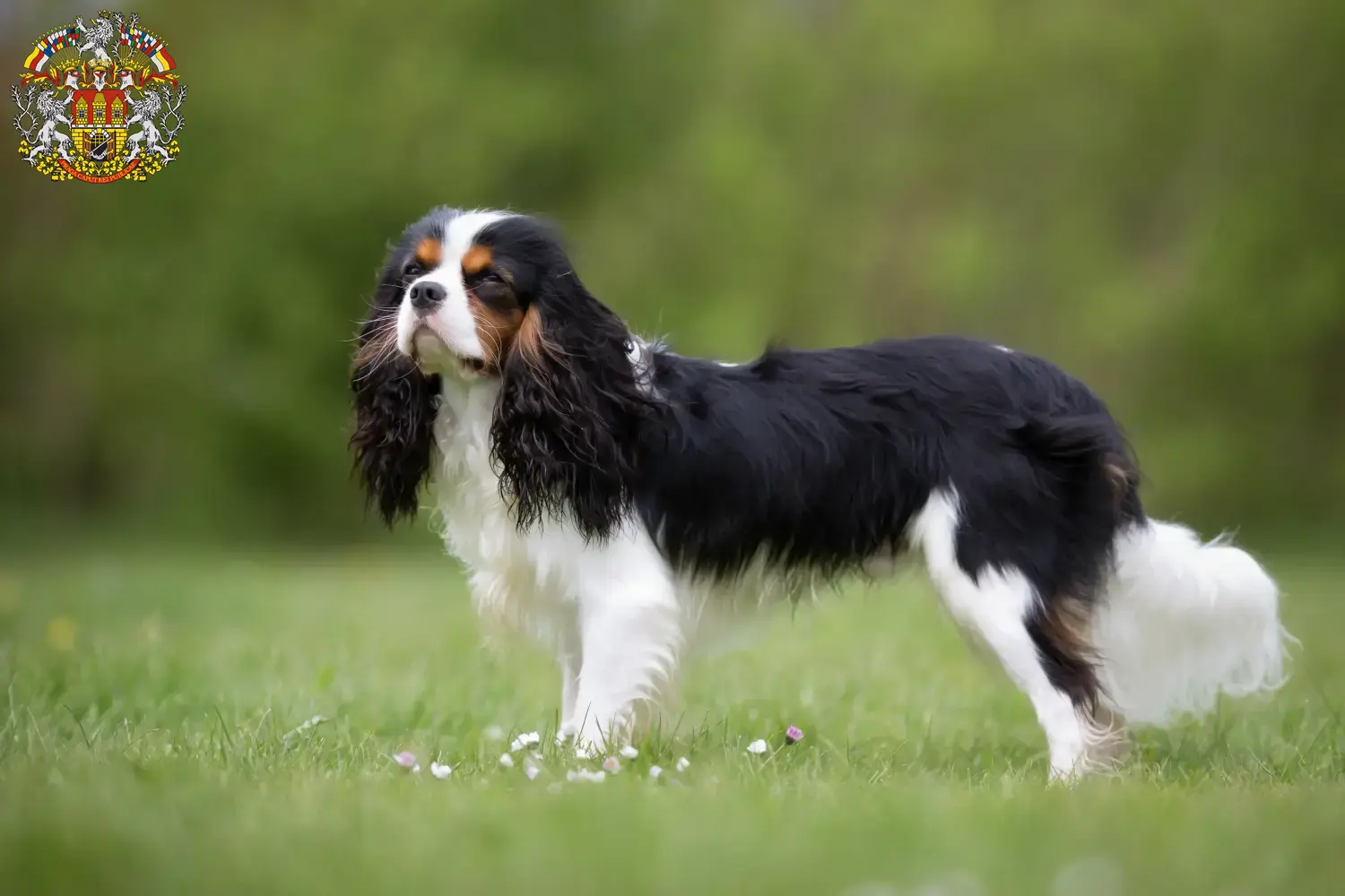 Read more about the article Cavalier King Charles Spaniel breeders and puppies in Prague