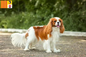 Read more about the article Cavalier King Charles Spaniel breeders and puppies in Provence-Alpes-Côte d’Azur